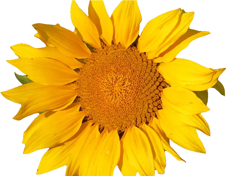  Sunflower Isolated Object Png Yellow Object Png Object Png