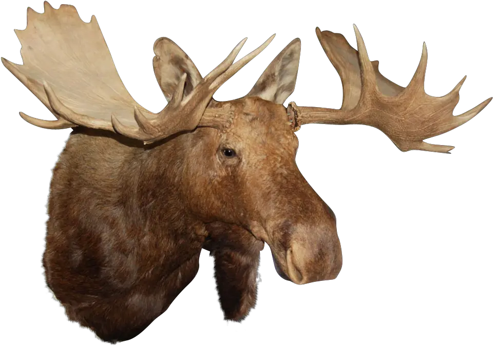  Moose Head Moose Head No Background Png Moose Png