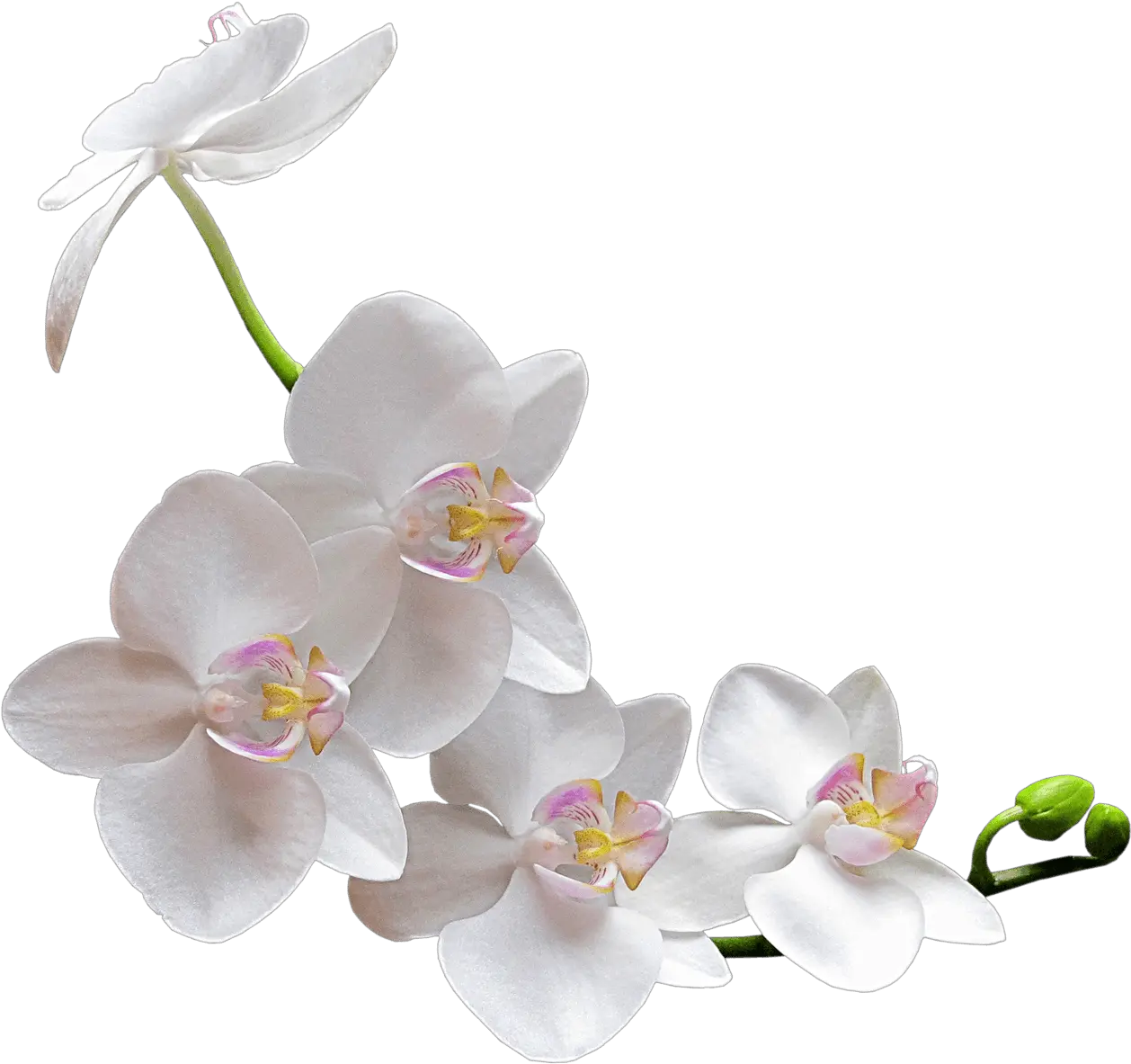  White Orchid Transparent Png White Orchid Png Orchid Png