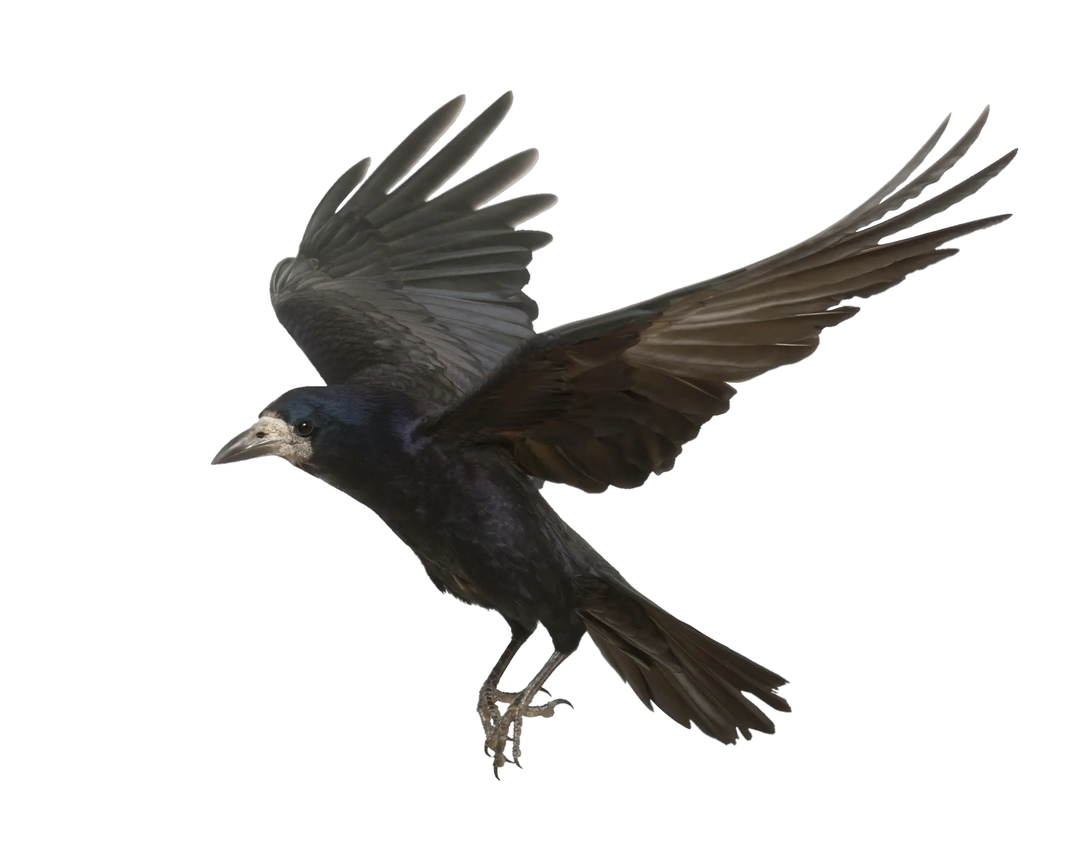  Download Crow Png Photos Transparent Background Crow Png Crow Png