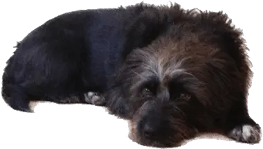  Old Black Dog Lying Down Transparent Png Stickpng Dog Lying Down Transparent Pet Png