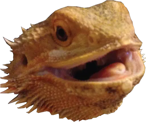  Cropped Wizardheadpng U2013 Gnarly Dragons Dragon Lizard Dragon Head Png