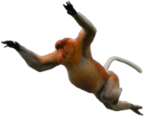  Monkey Animal Png Transparent Images Proboscis Monkey Png Clipart Monkey Transparent Background