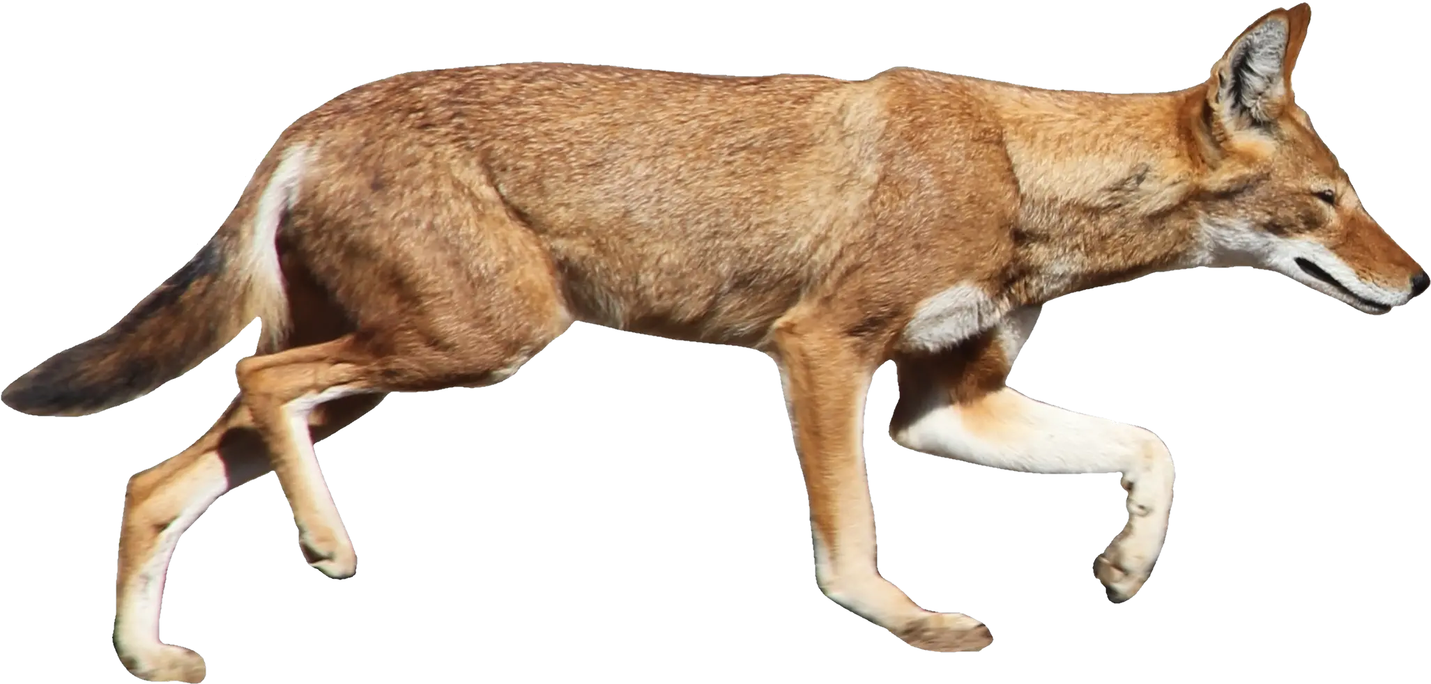  Jackal Coyote Png Ethiopian Wolf Transparent Background Coyote Png