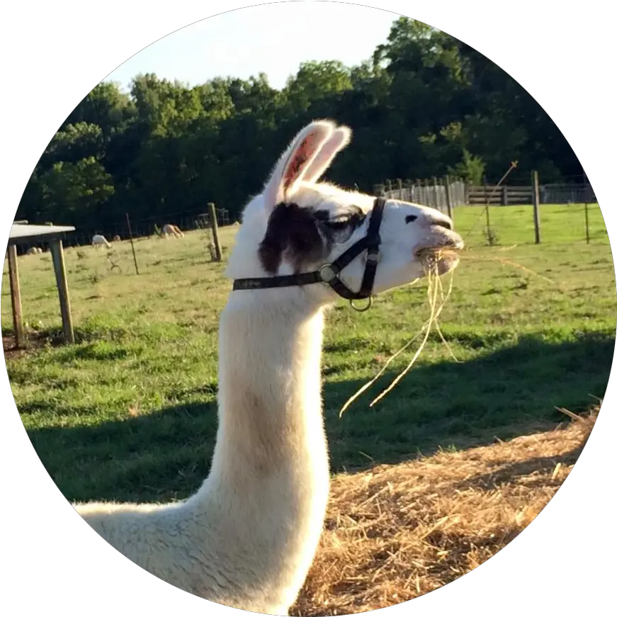  About Us Free Radical Ranch Fresh Png Alpaca Png