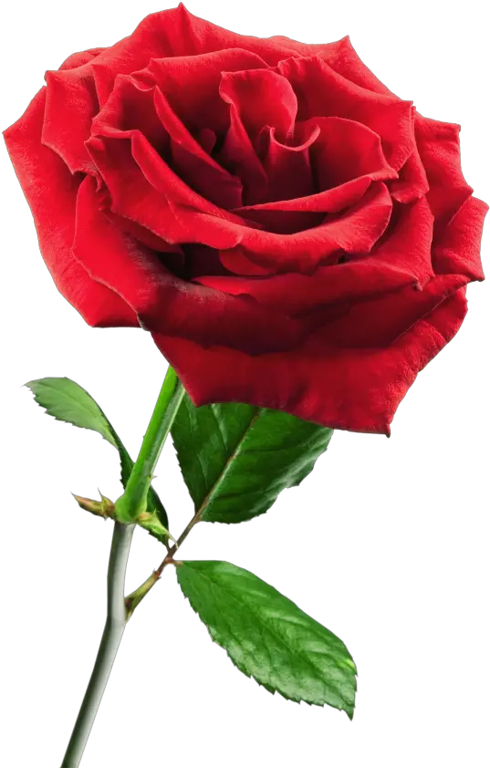  En Formato Png Rosa Png Rosas Png