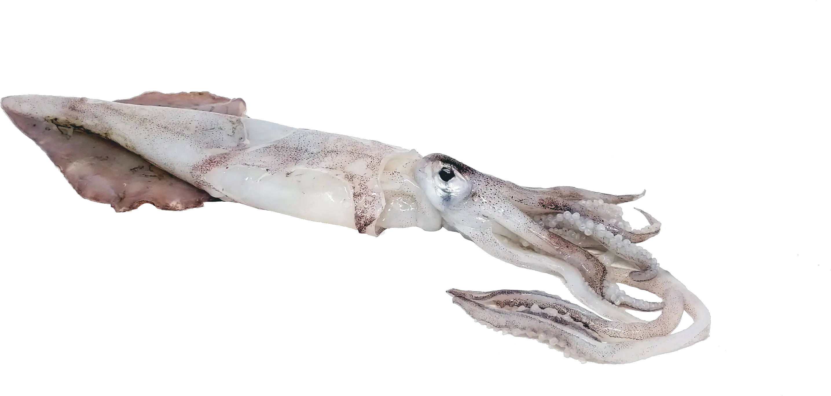  Squid Transparent Png Transparent Squid Squid Png