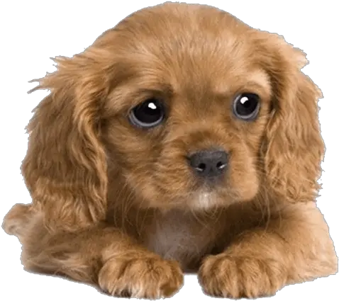  Cute Puppy Png Picture Cute Cocker Spaniel Puppies Cute Dog Png