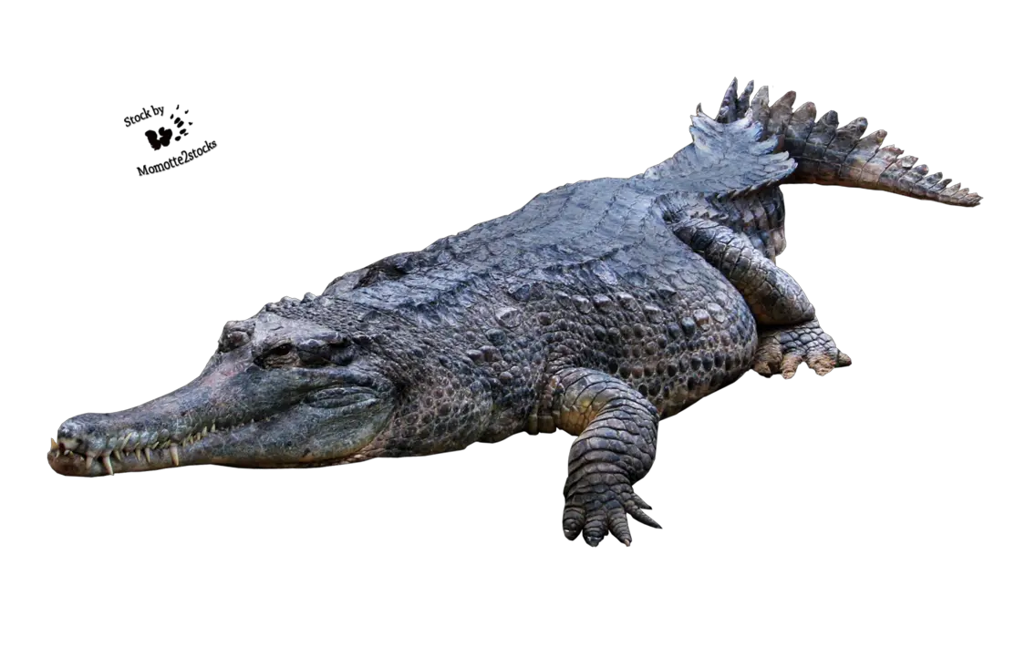  Crocodile Gator Png Alligator Png Gator Png