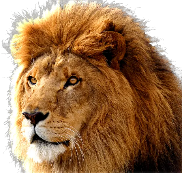  Lion Png Images Free Download Lions Mac Os X Lion Png File Download