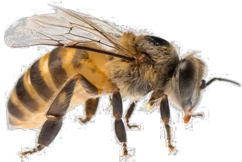  Bee Png Transparent Background Bee Png Bee Transparent Background