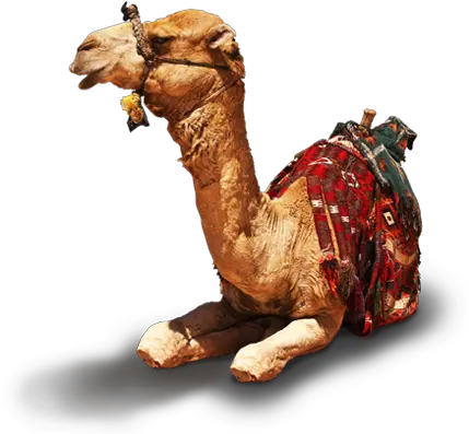  Di93 Al Khazneh Jordan Png V63 Wallpapers Arabian Camel Jordan Png