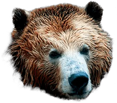  Bear Mask Transparent Png Grizzly Bear Head Transparent Bear Head Png