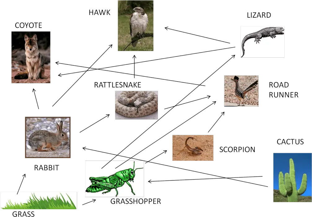  Food Web Cricket Png Desert Plant Png