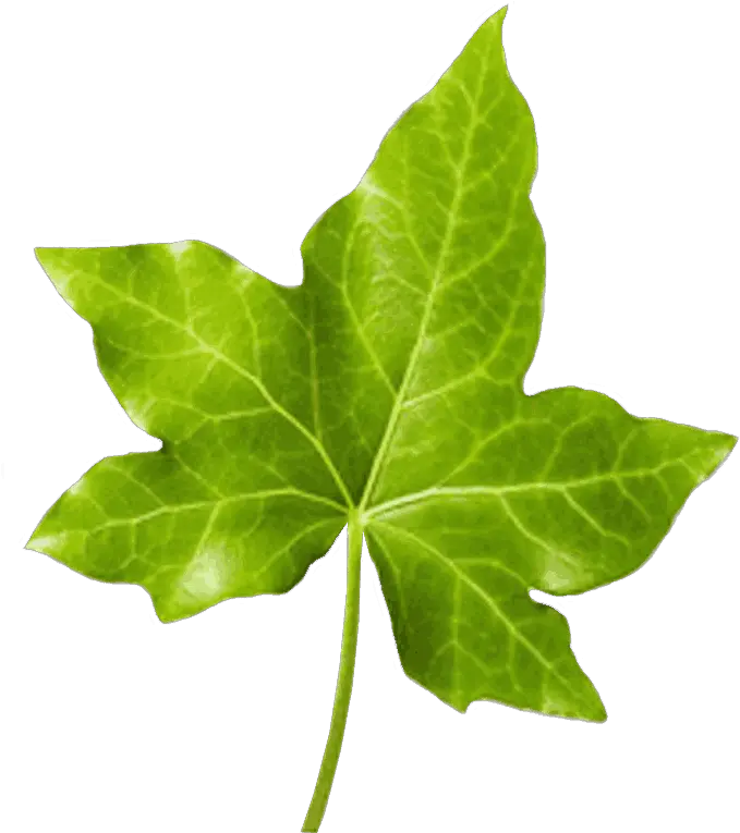  Precision Farming Indiau0027s Largest State Of The Art Plant Ivy Leaf Png Ivy Leaf Png