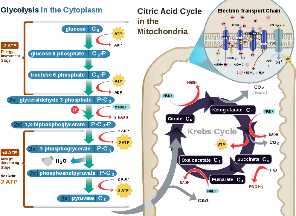  Citric Acid Cycle And Mitochondrial Electron Transport U2014 Steemit Electron Transport In Cellular Respiration Png Mitochondria Png