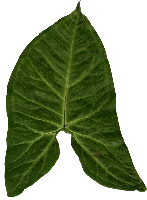  Download Ivy Clipart Big Leaf Blender Full Size Png Ears Ivy Leaf Png