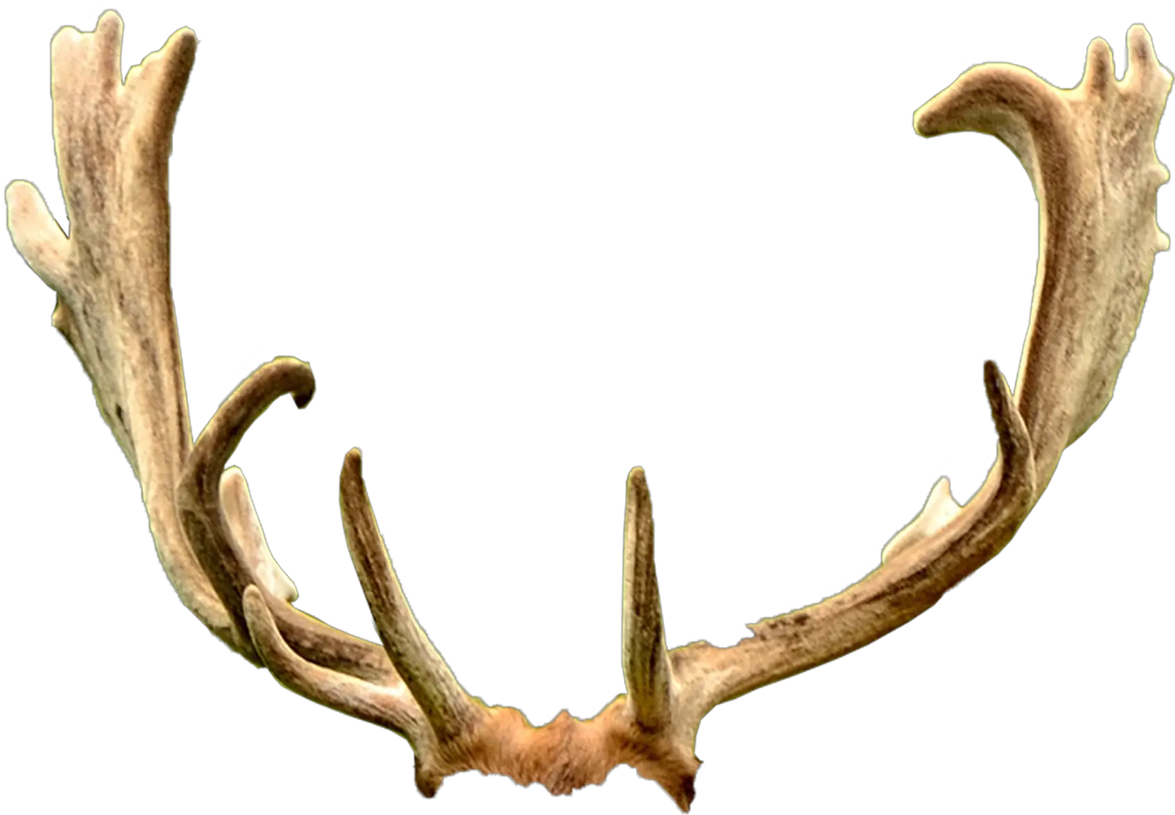  Deer Antler Trophy Hunting Ford Mustang Deer Laying Down Png Antlers Png