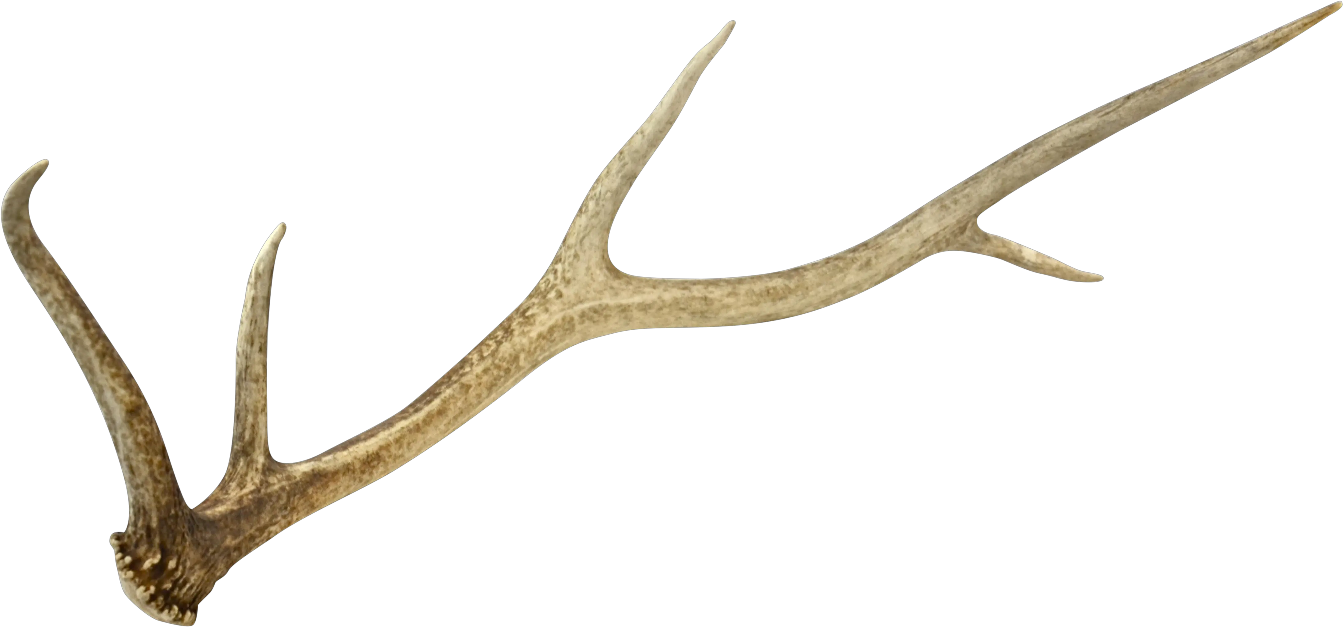  Deer Antler Png Picture Antlers