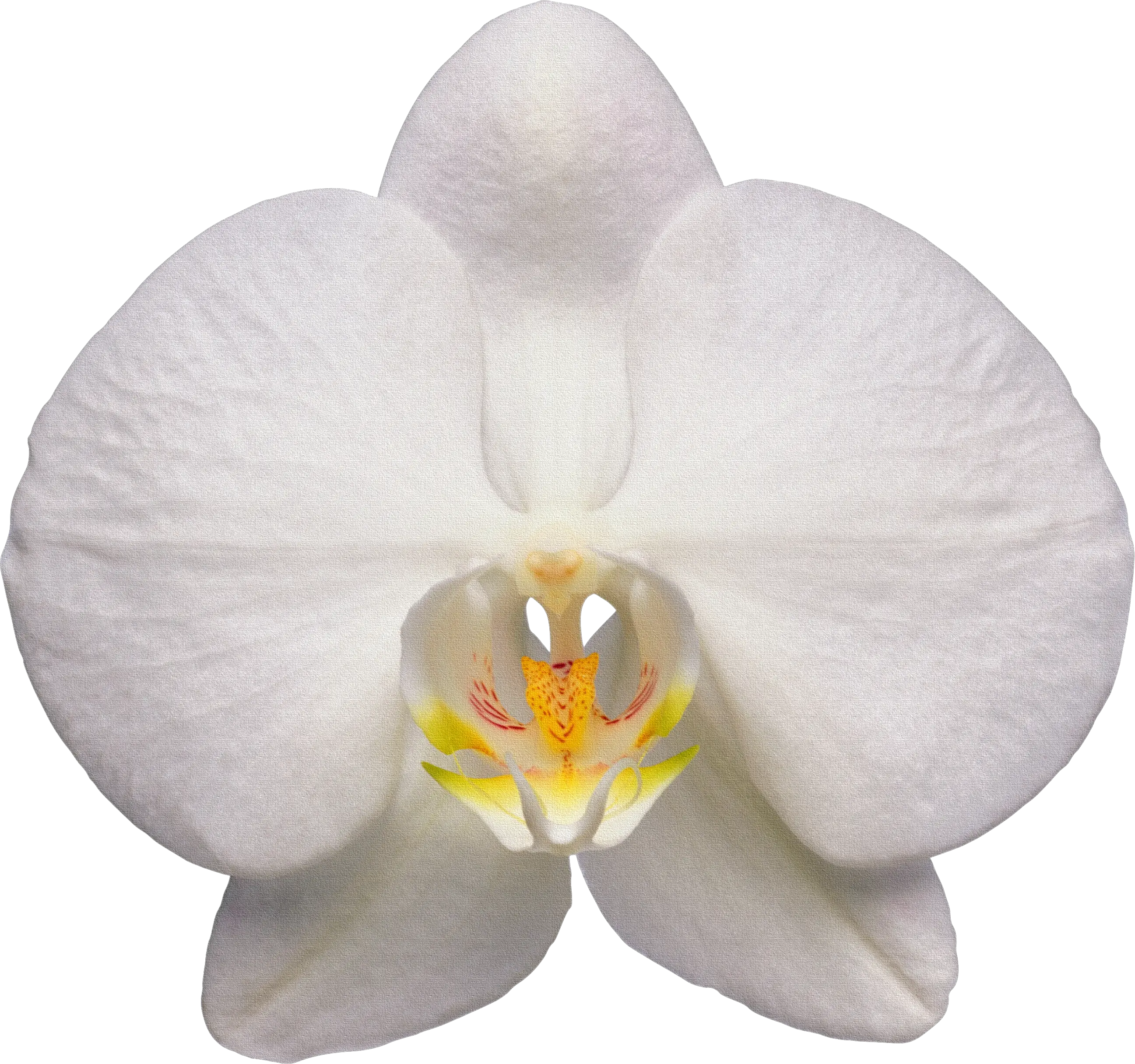  Orchid Png Image Orchid White Png Orchid Png