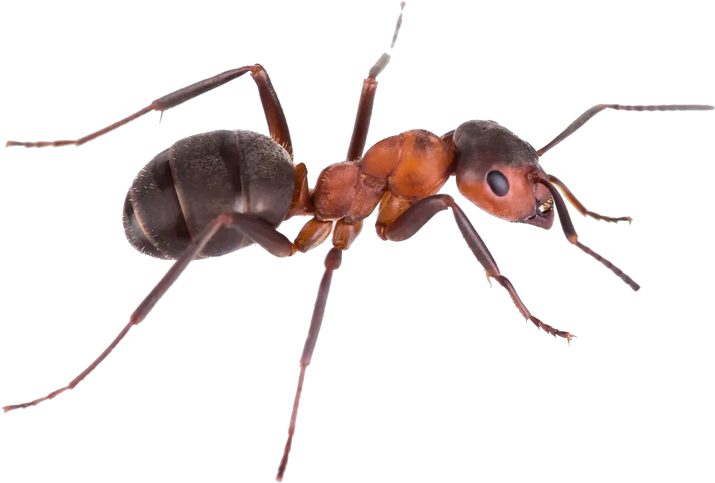  Pest Control Green Tree Ant Argentine Ant Transparent Background Png Ants Png