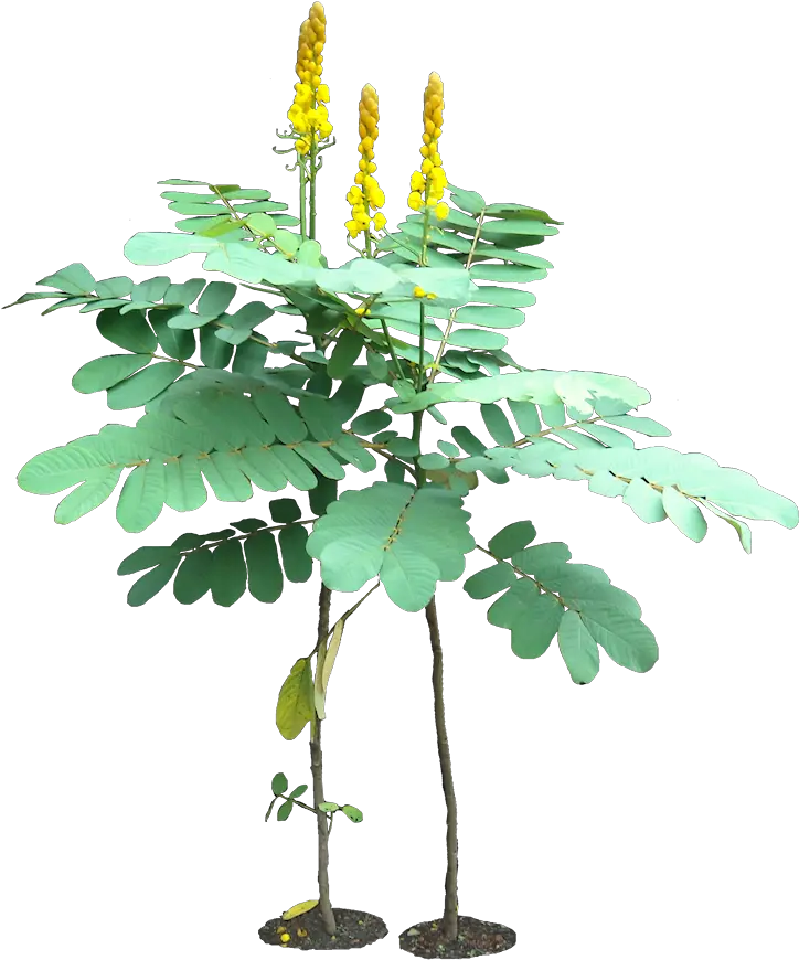  Tropical Plant Pictures Cassia Alata Candle Bush Senna Alata Png Shrub Transparent Background