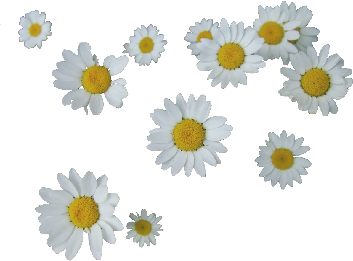  Daisy Png Tumblr 2 Image Daisy Png Daisy Png