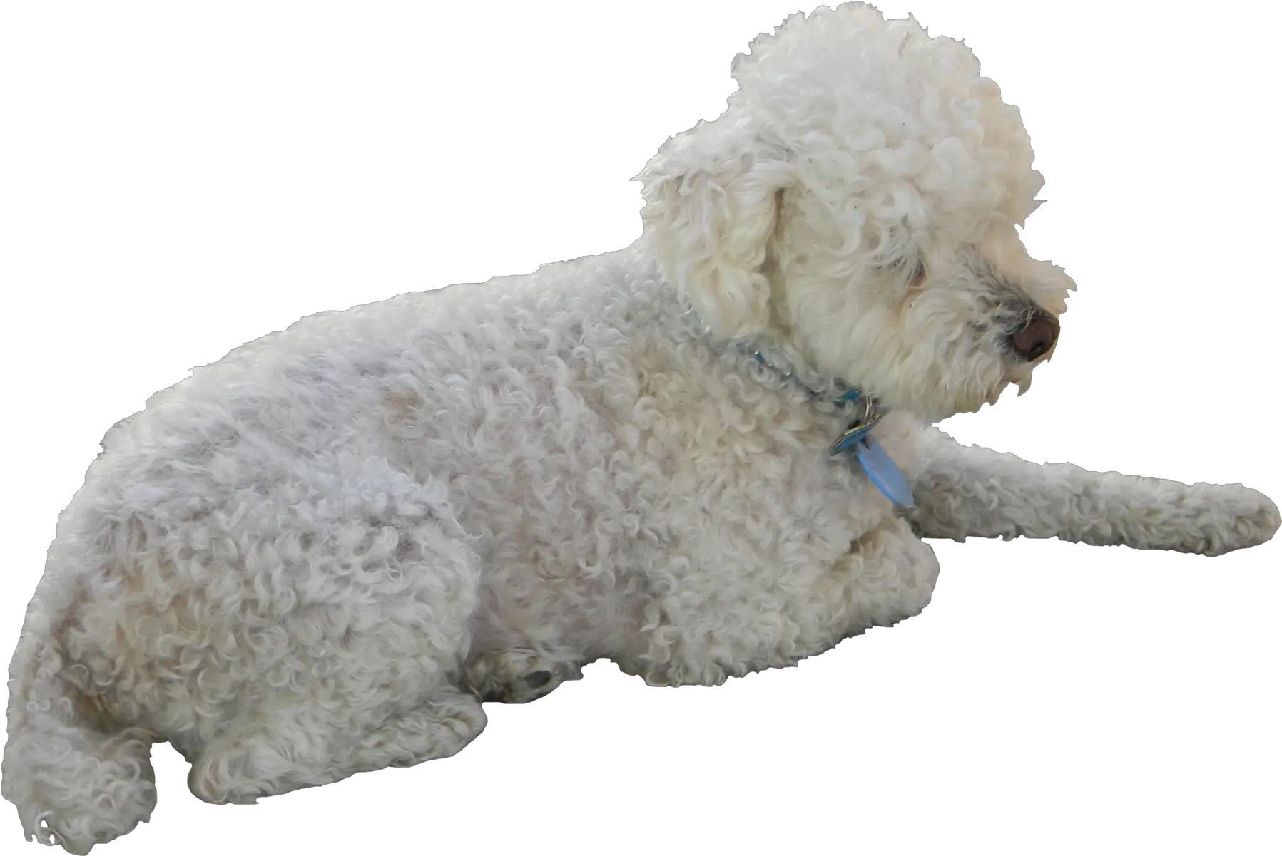  Poodle Png Poodle Crossbreed Poodle Png