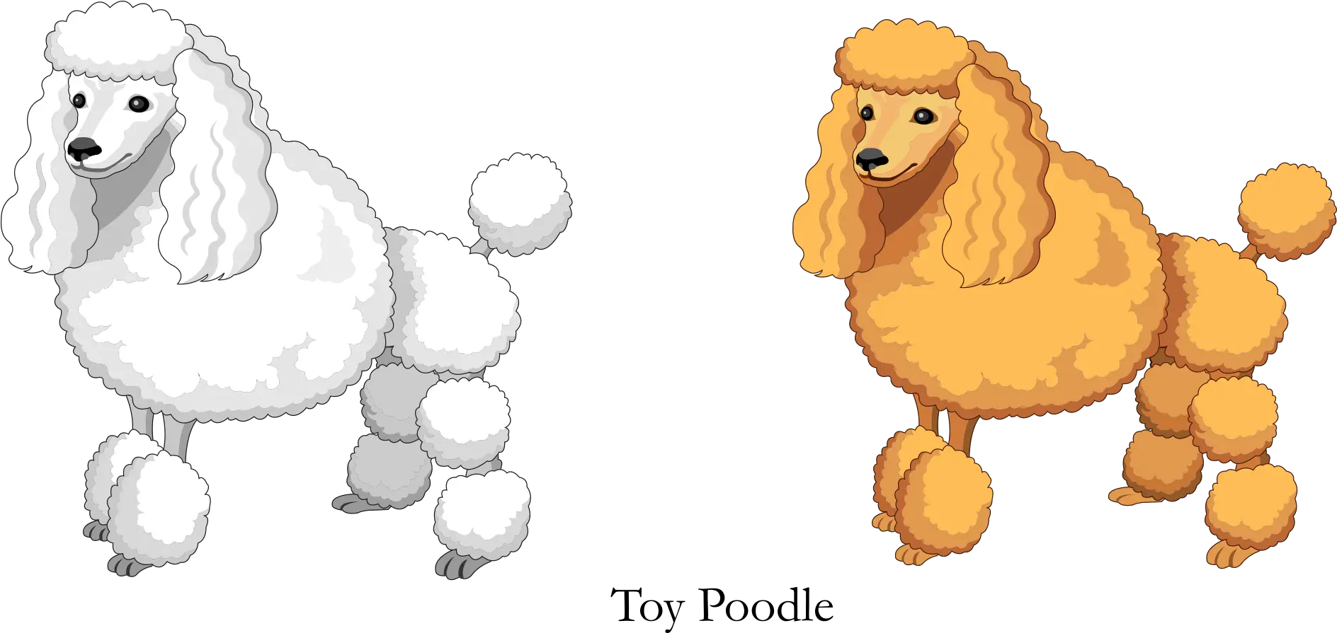  Vector Cartoon Yellow White Toy Poodle Poodle Png Poodle Png