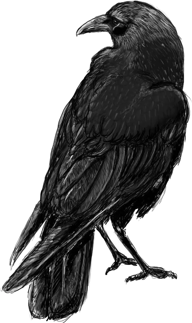  Raven Png Crow Sketch Crow Transparent