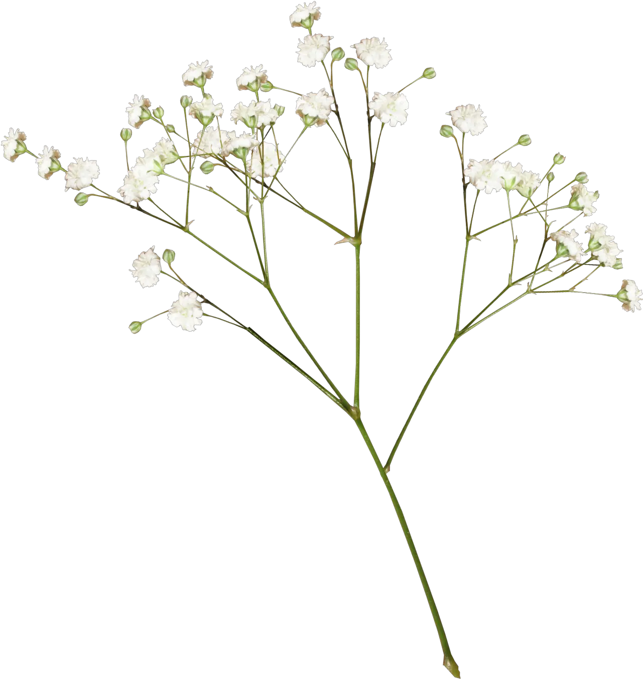  A E L Transparent Dried Flowers Png Full Size Png White Flower Aesthetic Png Wild Flowers Png