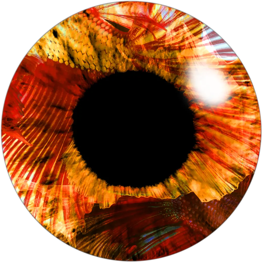  Eye Lens Png Image Hd Orange Eye Lens Png Lens Png