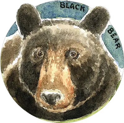  Habitat And Wildlife North Coast Land Conservancy American Black Bear Png Animal Den Icon