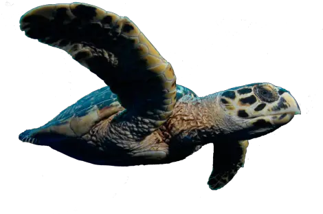  Download Vincent To Outlaw Killing Of Sea Turtles Caretta Turtle Png Sea Turtle Png