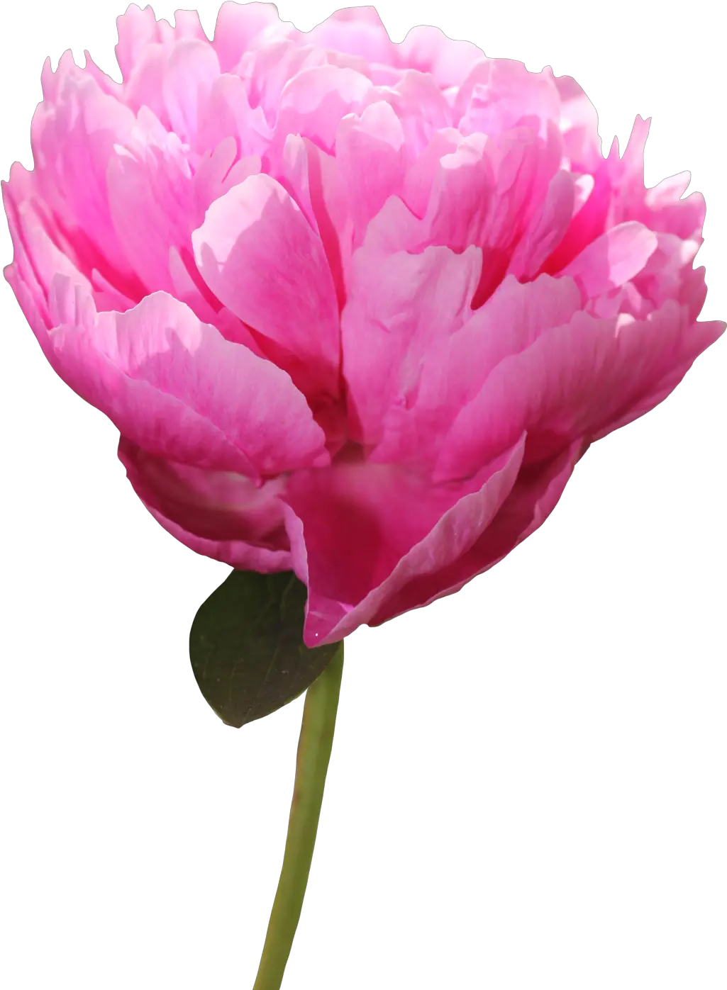  Paeonia Peony Png Peonies Png