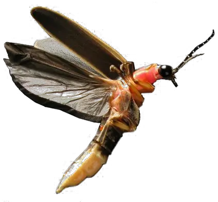  Flying Bug Transparent Image Png Play Lightning Bug Firefly Png Transparent Bug