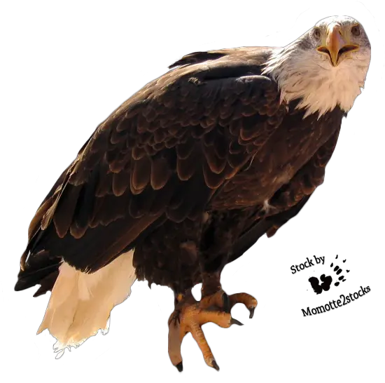  Wallpapers Backgrounds Big Mountain Eagle Eagle Cut Png Eagles Logo Wallpapers