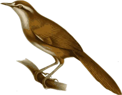  Birds Nightingale Clipart Png Birds Transparent