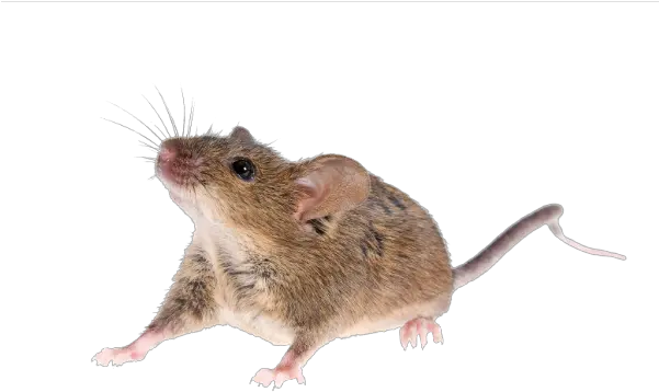  Mouse Animal Png Transparent Image Real Mouse Png Mouse Animal Png