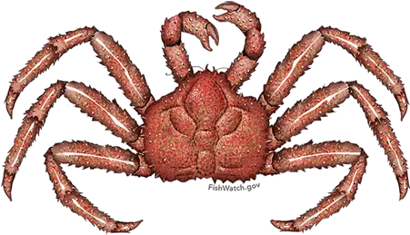  Red King Crab Red King Crab Png Crab Legs Png