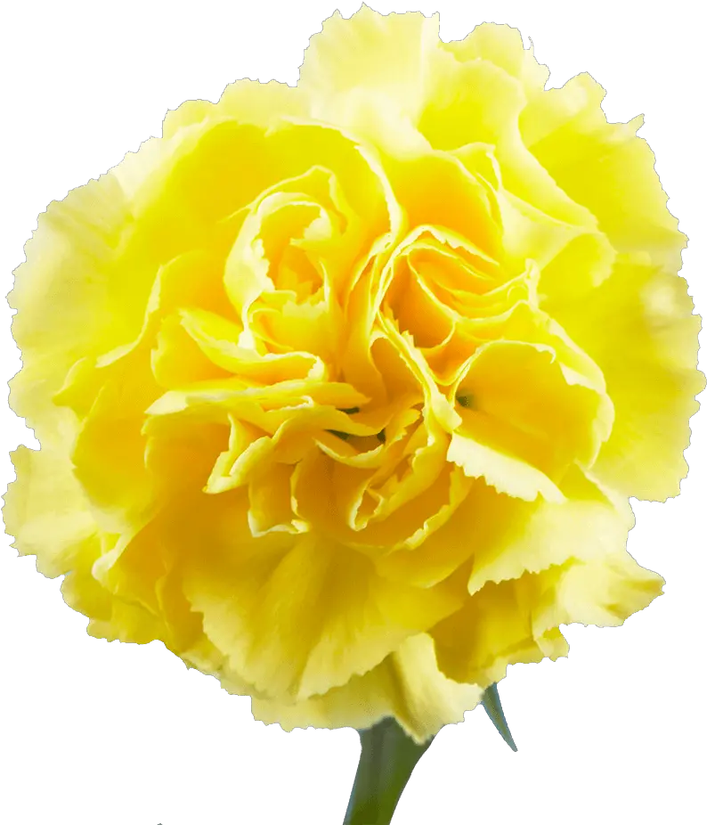  Carnations For Sale Begonia Png Carnation Png