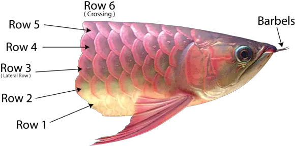  Download These Scales Are Rather Visible To The Naked Eye As Asian Arowana Png Fish Scales Png