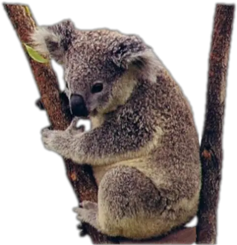  Koala Png Transparent Background Image Koala Png Koala Transparent