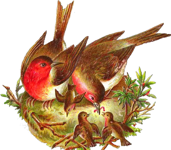  Birds Nest Clipart Victorian Bird Bird With Nest Png Bird Nest Png