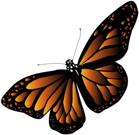  Detailed Black Orange Butterfly Vector Transparent Png Orange Black Butterfly Png Butterfly Vector Png