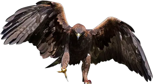  Eagle Transparent Background Png Golden Eagle Png Golden Eagle Png