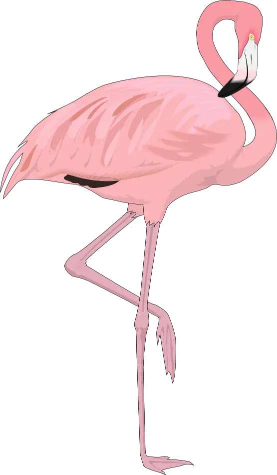  Png Flamingo Transparent Background Flamingo Png Flamingo Transparent Background