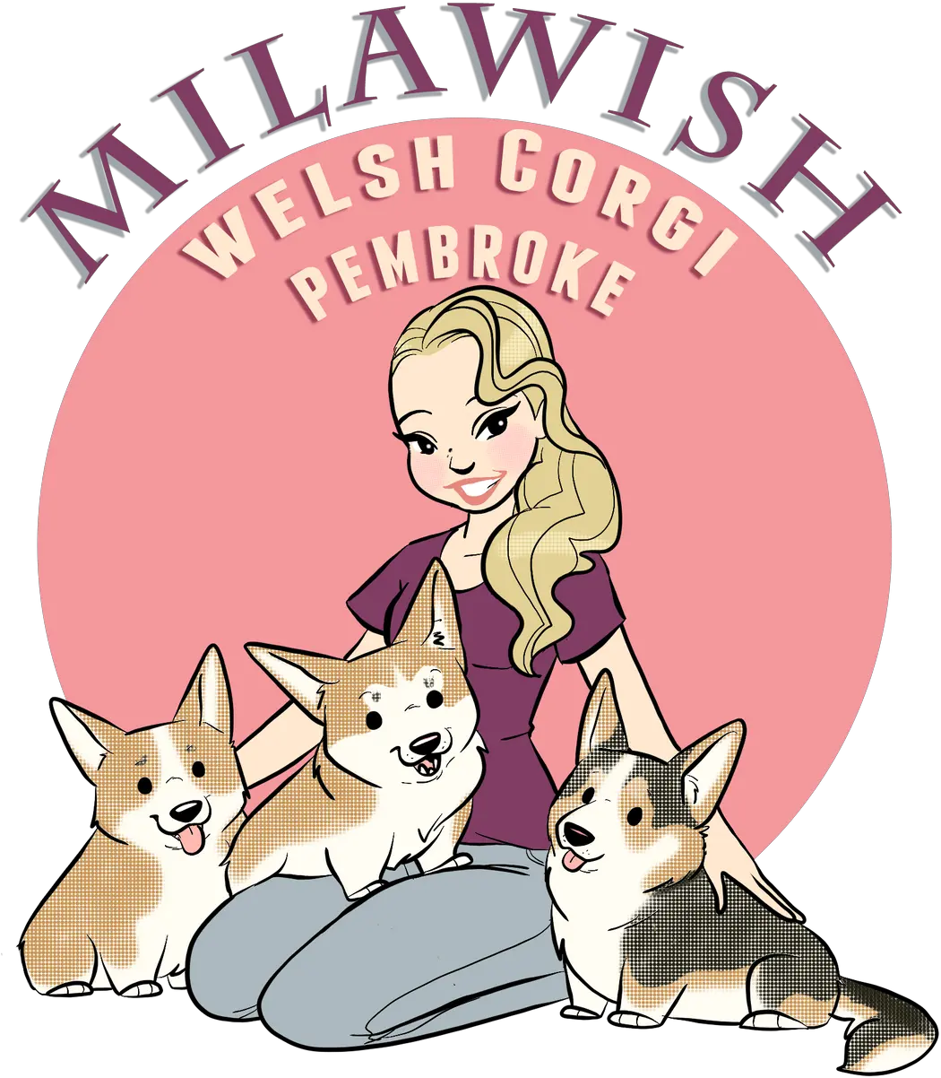  Welsh Corgi Pembroke Milawish Pembroke Welsh Corgi Png Corgi Png