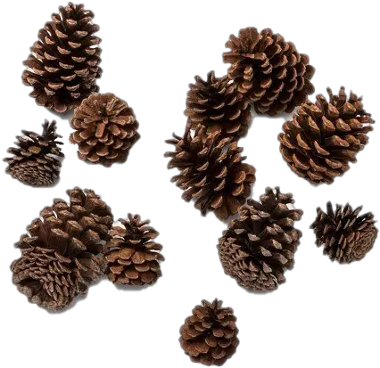  Pine Cone Png Photos Christmas Pine Cone Pine Cone Png