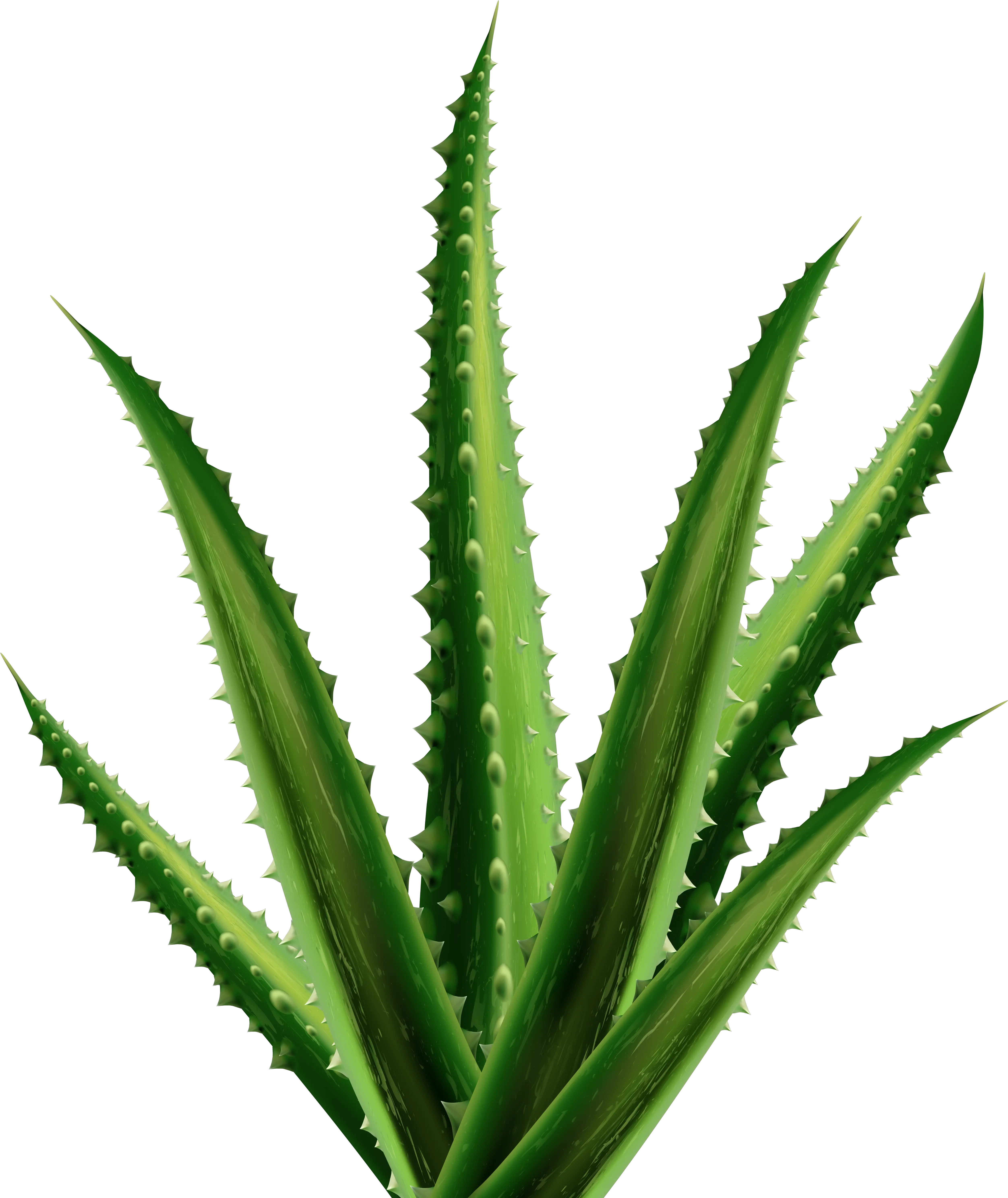  Png Clipart Aloe Vera Agave Png